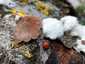 Hasadtlemezű gomba (Schizophyllum commune), Dél-Pest